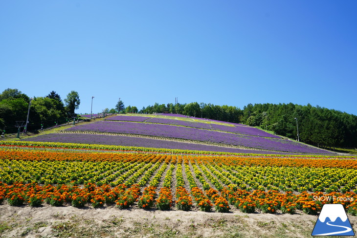 カメラを片手に夏の中富良野～上富良野・ラベンダー花畑巡り☆